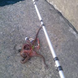 ２日連続タコ釣り